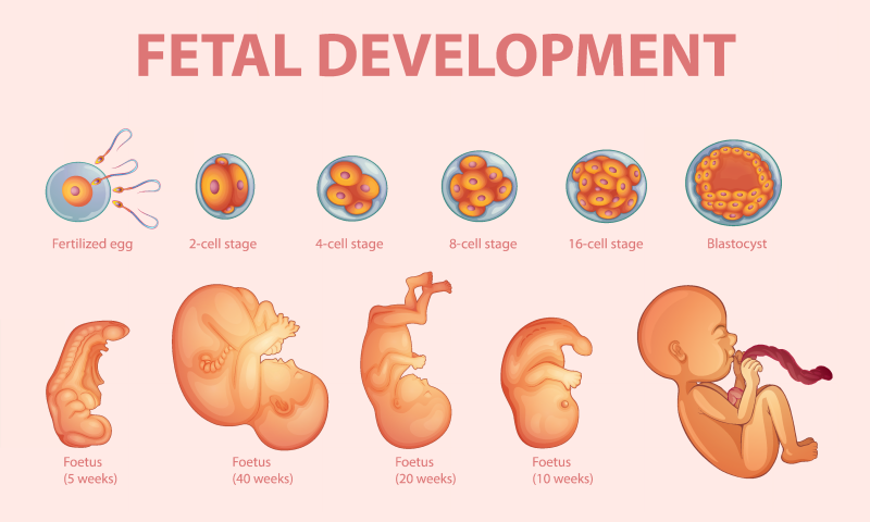 胚胎發育情形